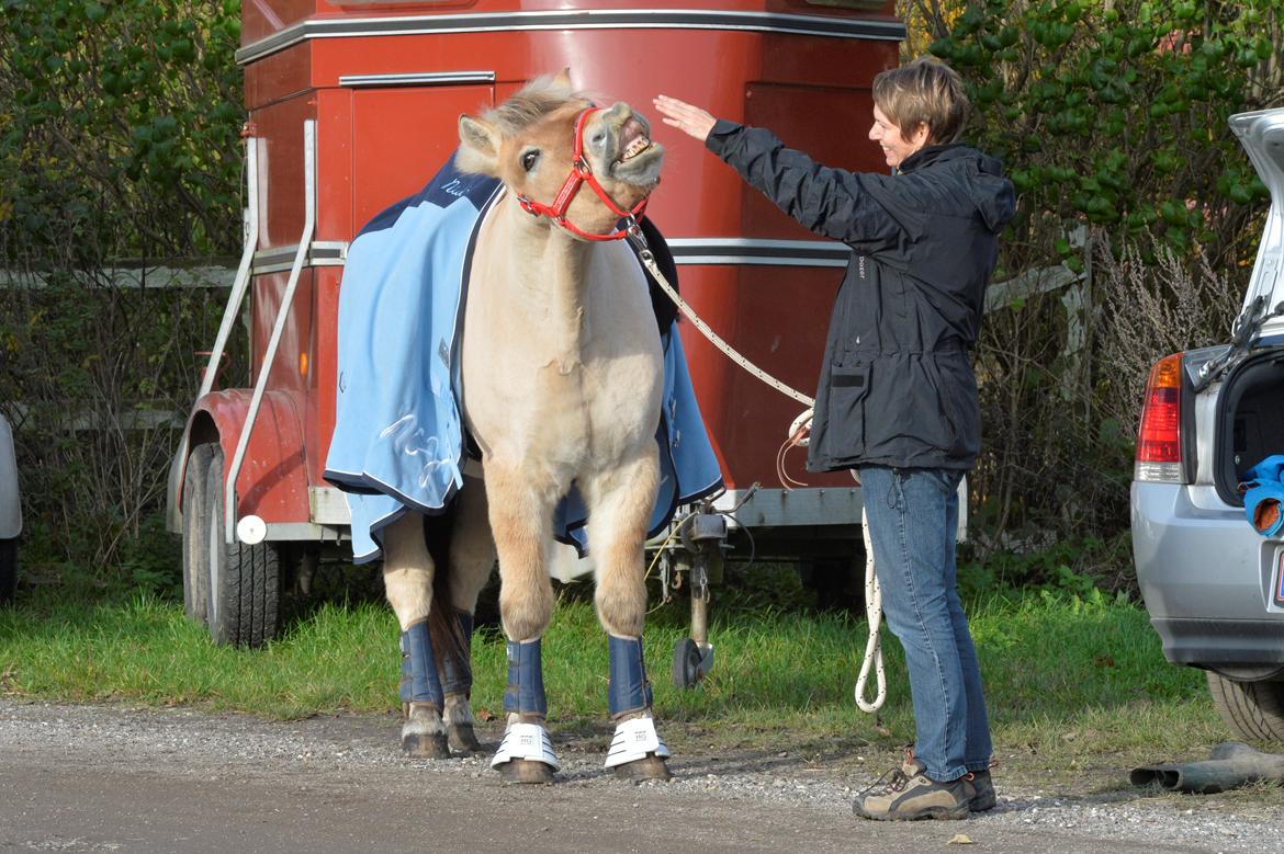 Fjordhest Bodyguard (GULE) billede 6