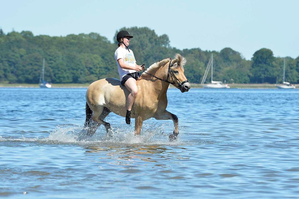 Fjordhest Bodyguard (GULE) billede 16