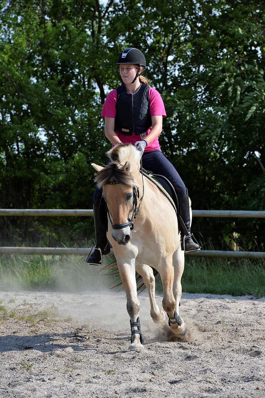 Fjordhest Bodyguard (GULE) billede 19