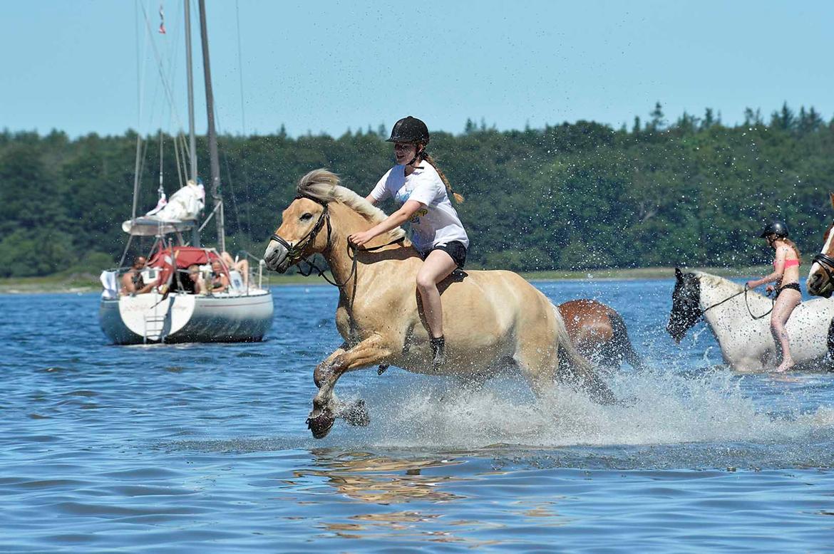 Fjordhest Bodyguard (GULE) billede 11