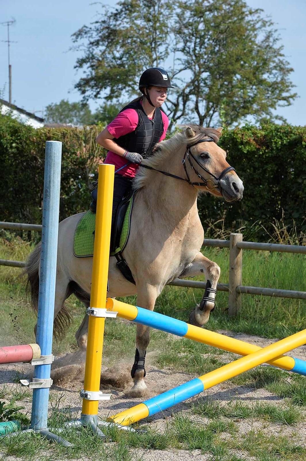 Fjordhest Bodyguard (GULE) billede 8