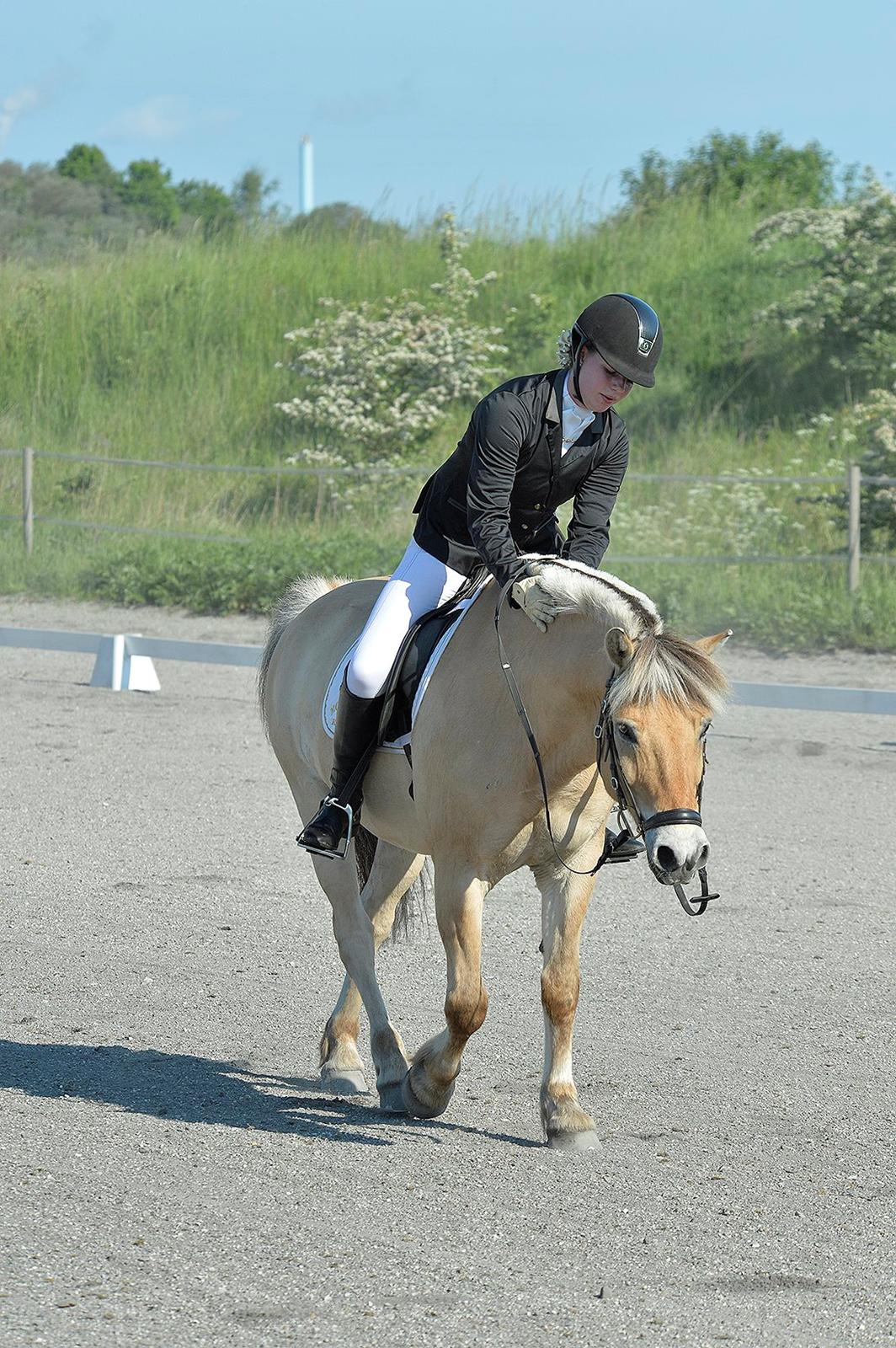 Fjordhest Bodyguard (GULE) billede 17