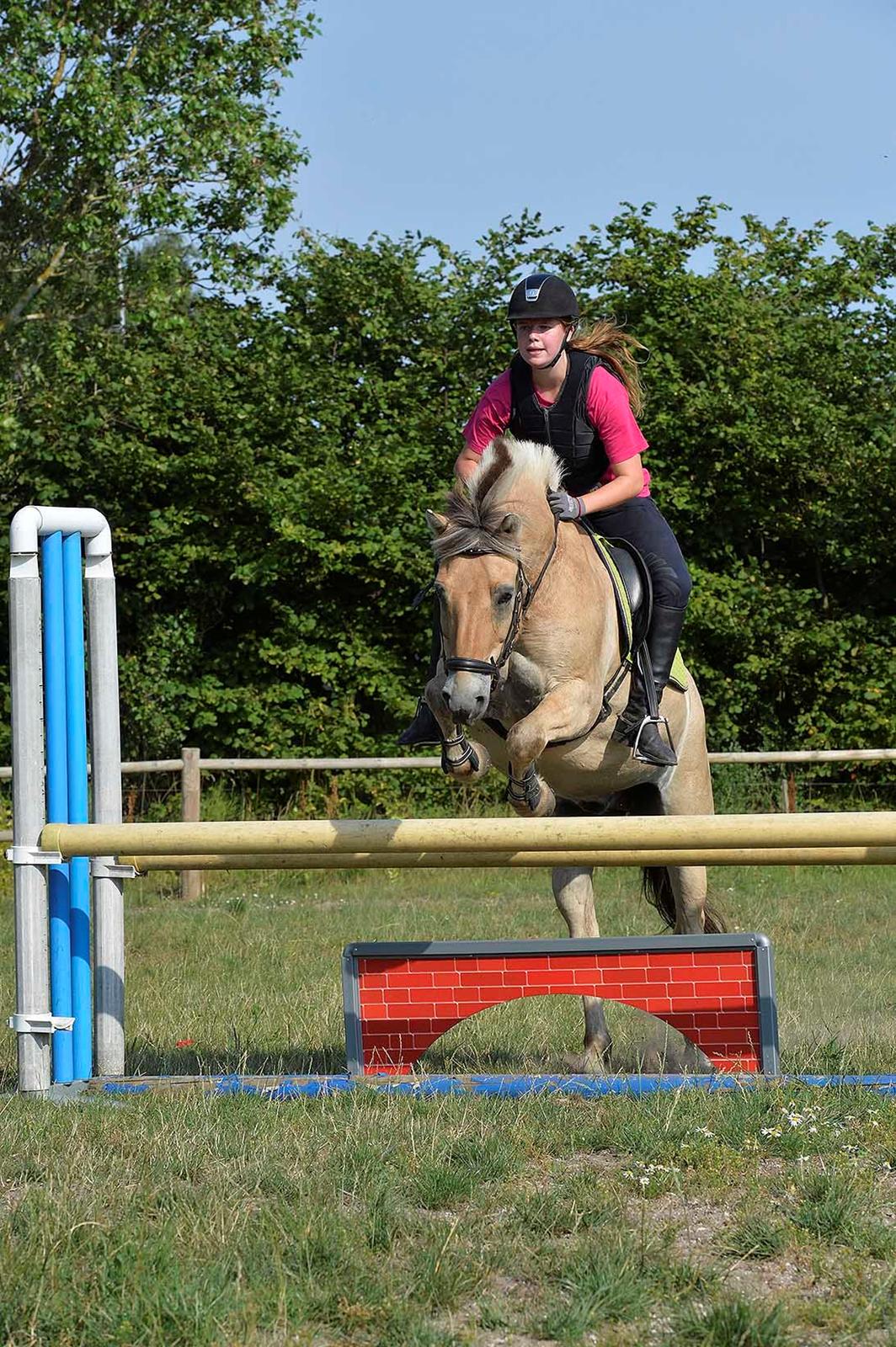 Fjordhest Bodyguard (GULE) billede 13