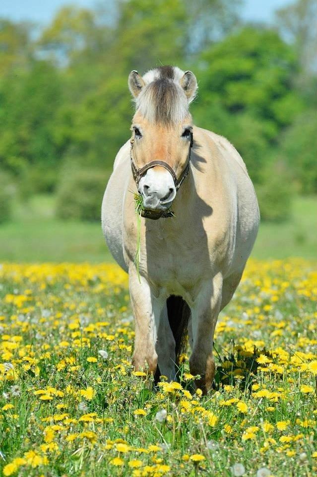 Fjordhest Bodyguard (GULE) billede 9