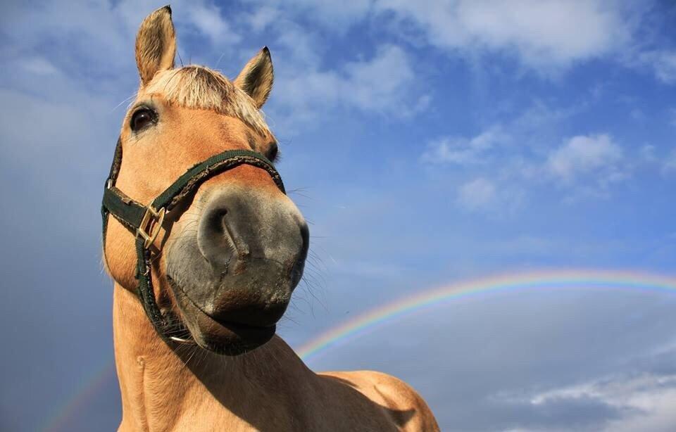 Fjordhest Samantha billede 10