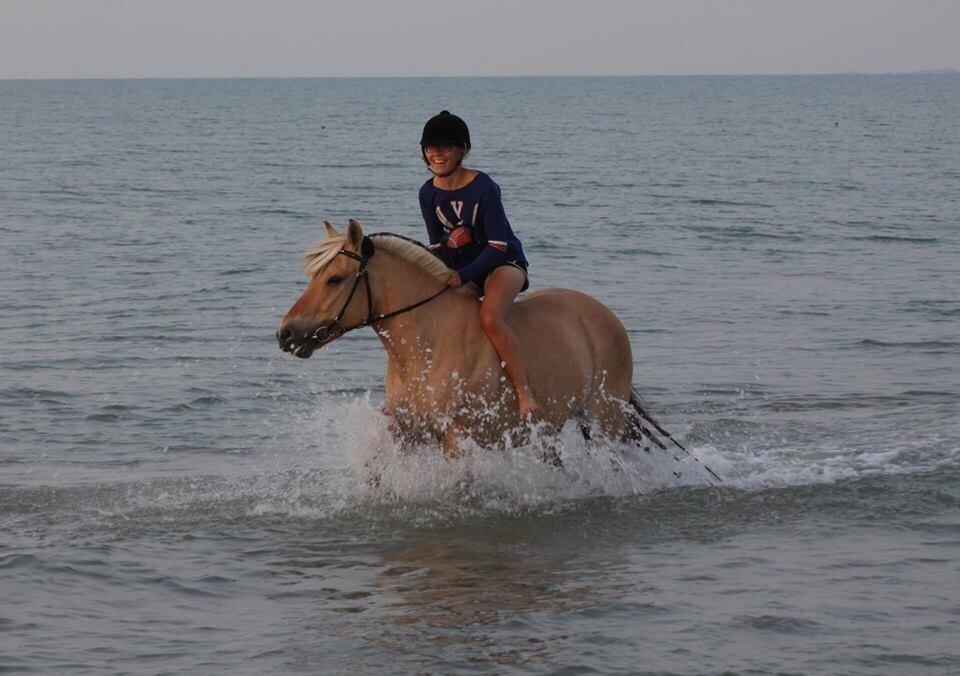 Fjordhest Samantha billede 1