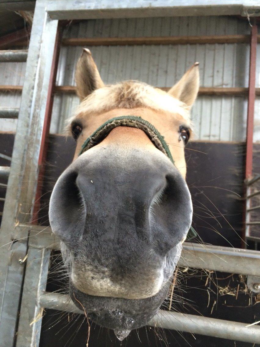 Fjordhest Samantha billede 11