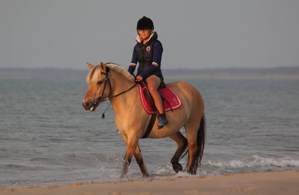 Fjordhest Samantha billede 12