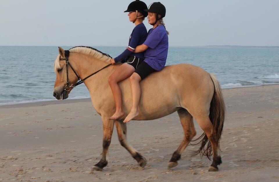 Fjordhest Samantha billede 13