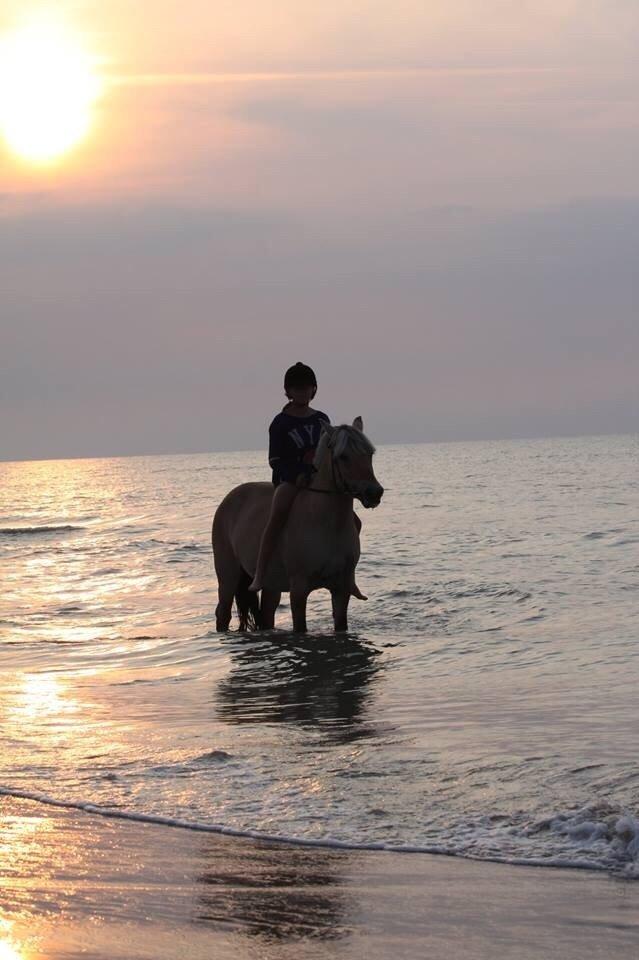 Fjordhest Samantha billede 14