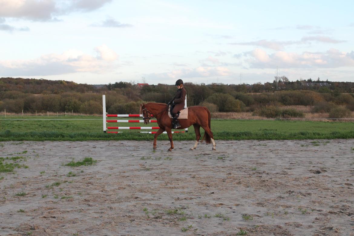 Anden særlig race First Trust (Tidl. hest) SOLGT - Trusti okt 2014 (6 år gl) Ved at gøres stævneklar til foråret 2015 :) billede 20