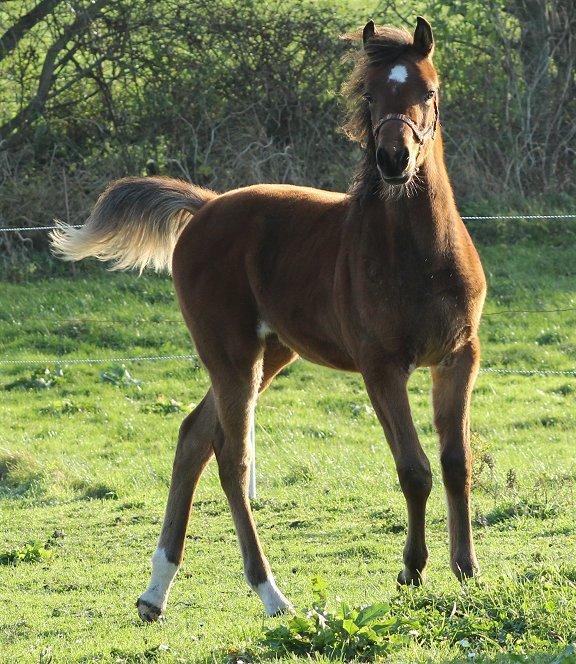 Arabisk fuldblod (OX) Donna Samiaah APN - SOLGT billede 6