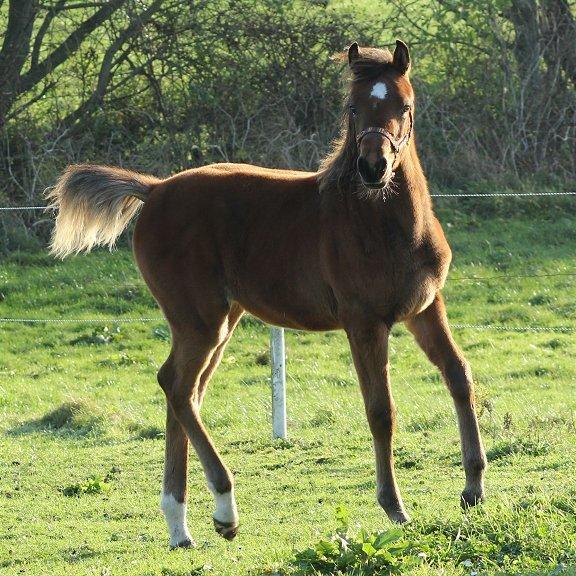 Arabisk fuldblod (OX) Donna Samiaah APN - SOLGT billede 7