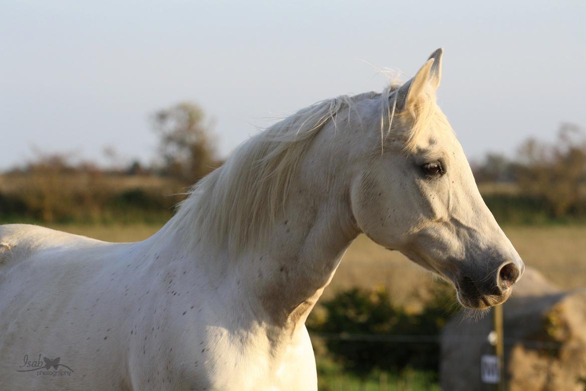 Shagya Araber (SH) Seagal Bajar billede 3