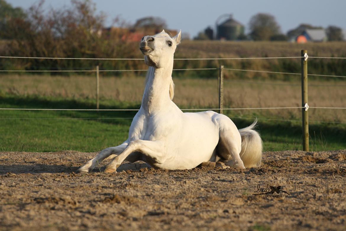 Shagya Araber (SH) Seagal Bajar billede 19