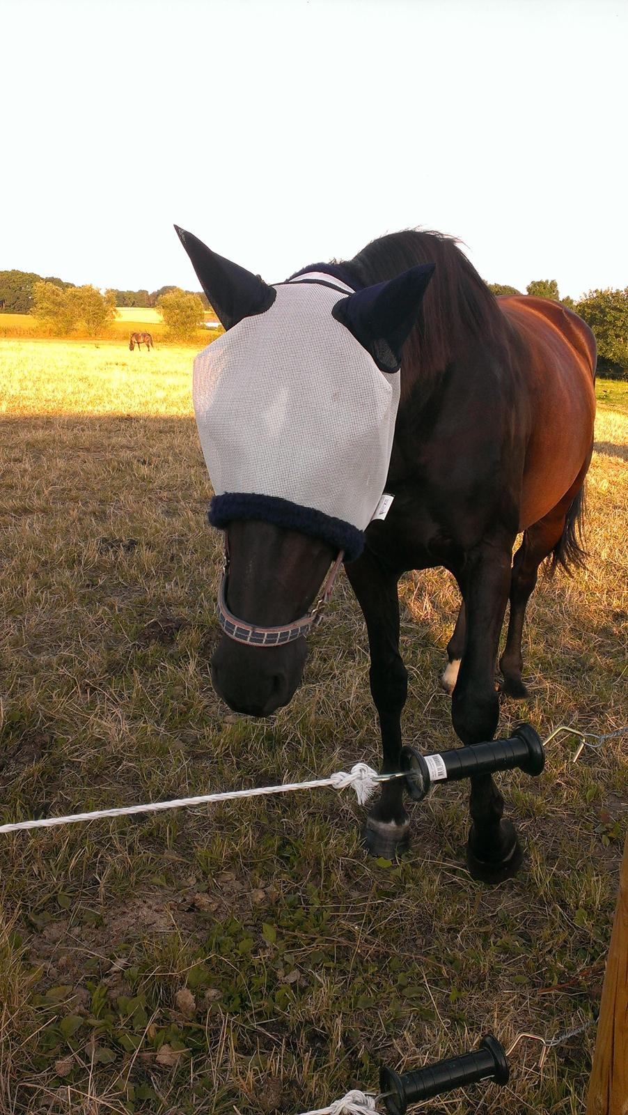 Dansk Varmblod ZACKO - Alien hest  billede 46