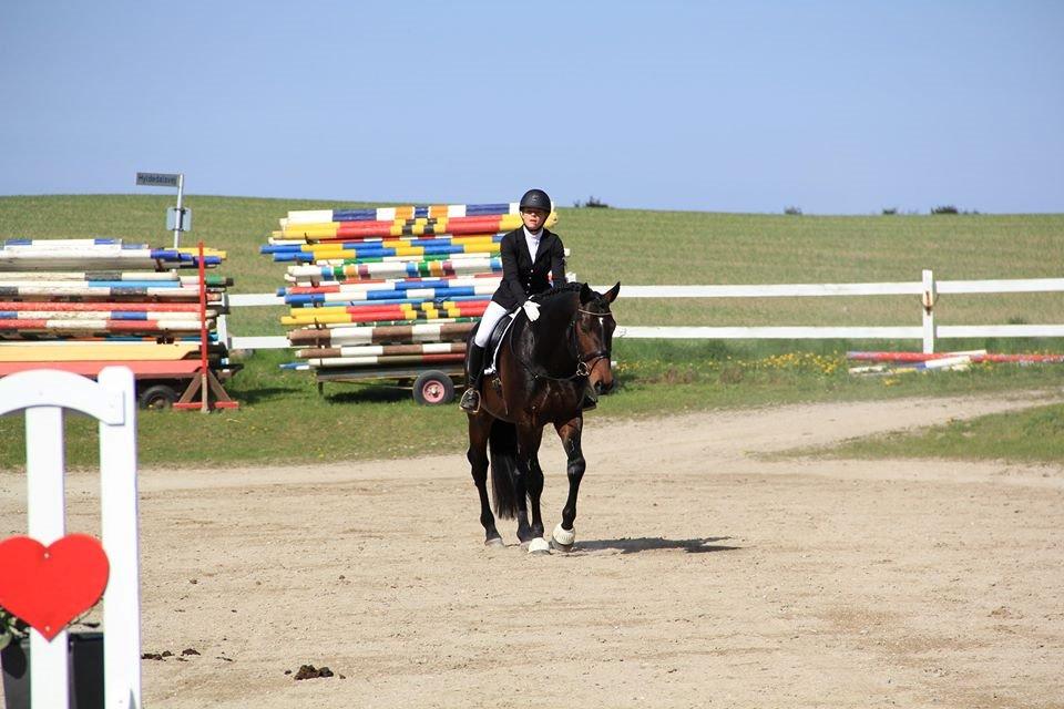 Dansk Varmblod Le Miserable billede 2