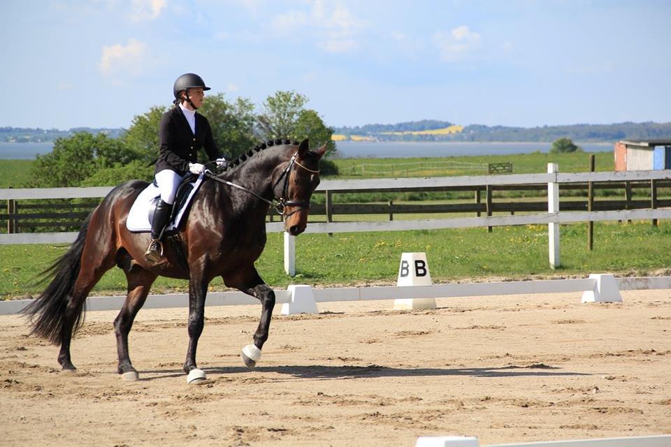 Dansk Varmblod Le Miserable billede 4