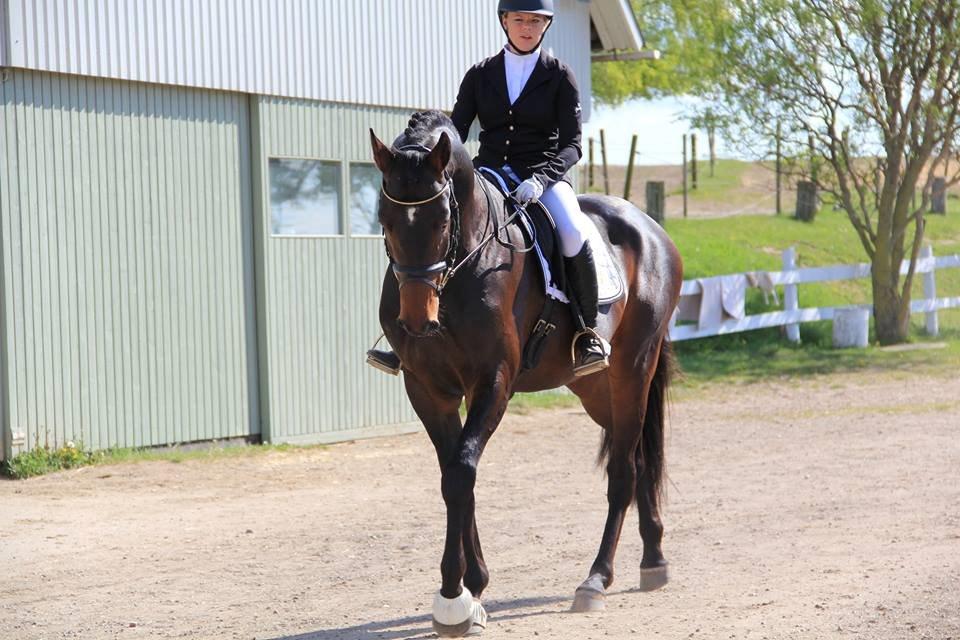 Dansk Varmblod Le Miserable billede 5