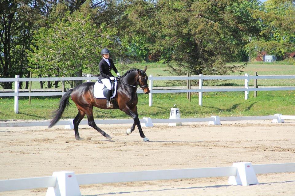 Dansk Varmblod Le Miserable billede 6