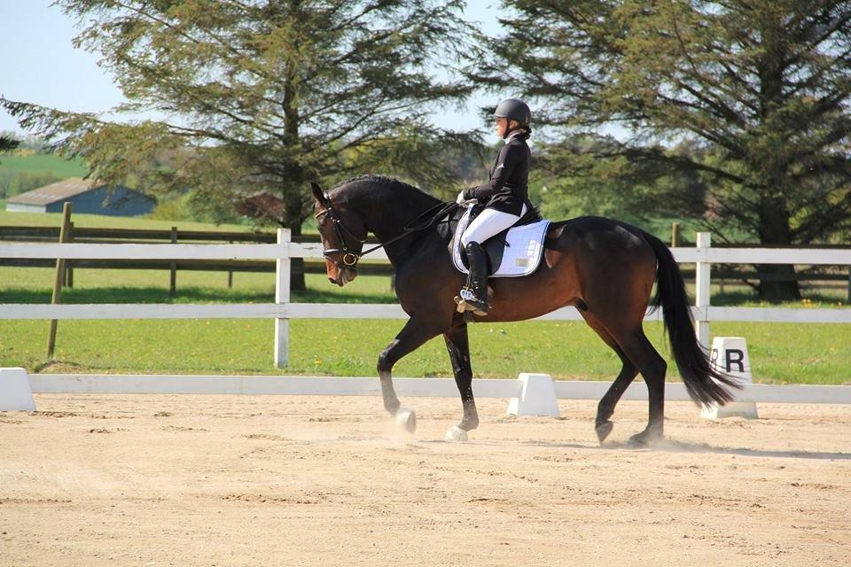 Dansk Varmblod Le Miserable billede 7