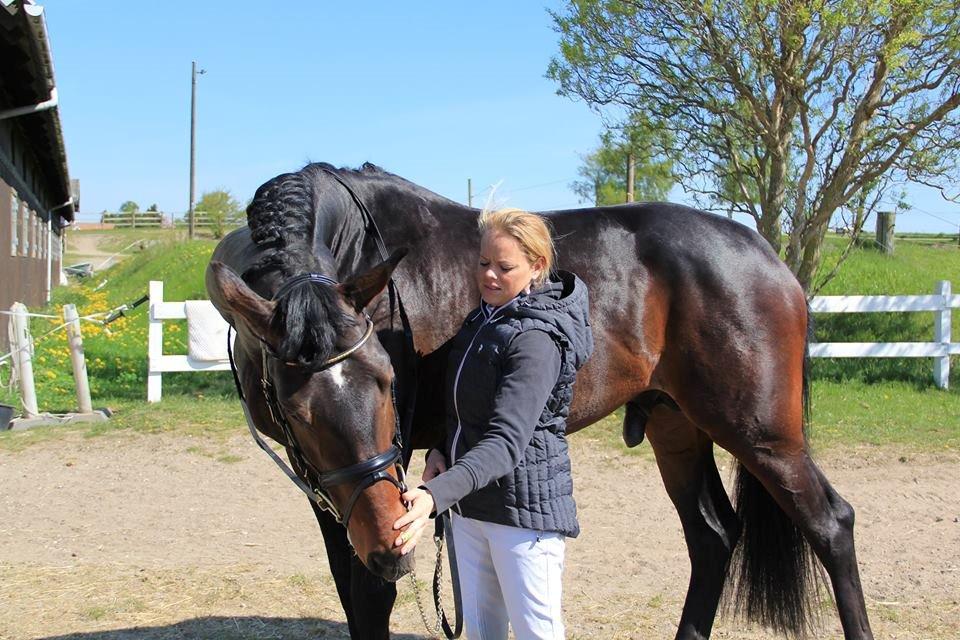 Dansk Varmblod Le Miserable billede 8