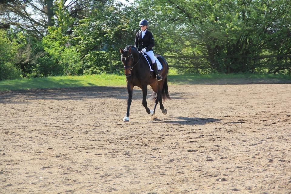 Dansk Varmblod Le Miserable billede 9