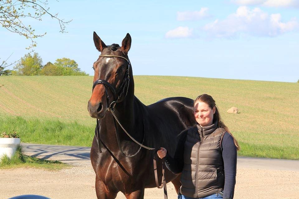 Dansk Varmblod Le Miserable billede 10