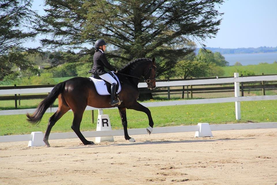 Dansk Varmblod Le Miserable billede 11