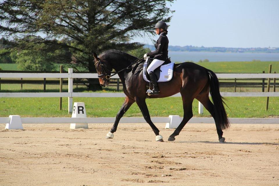 Dansk Varmblod Le Miserable billede 12