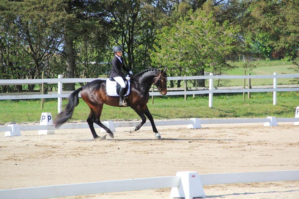 Dansk Varmblod Le Miserable billede 13