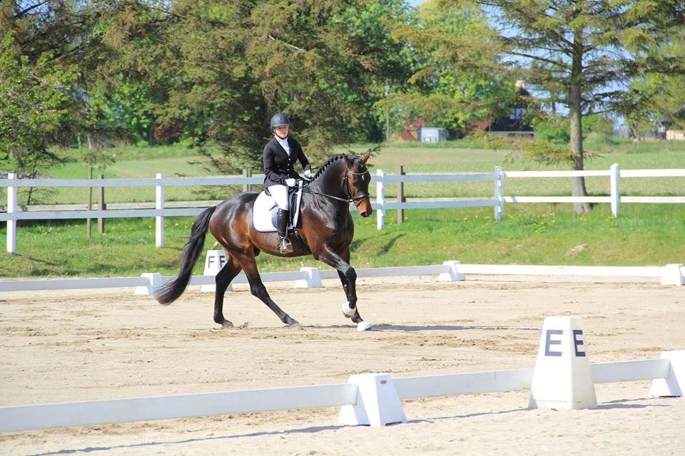 Dansk Varmblod Le Miserable billede 14