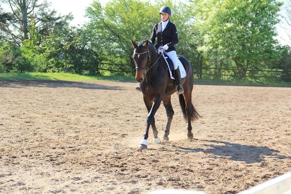 Dansk Varmblod Le Miserable billede 15