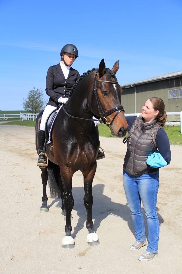 Dansk Varmblod Le Miserable billede 16