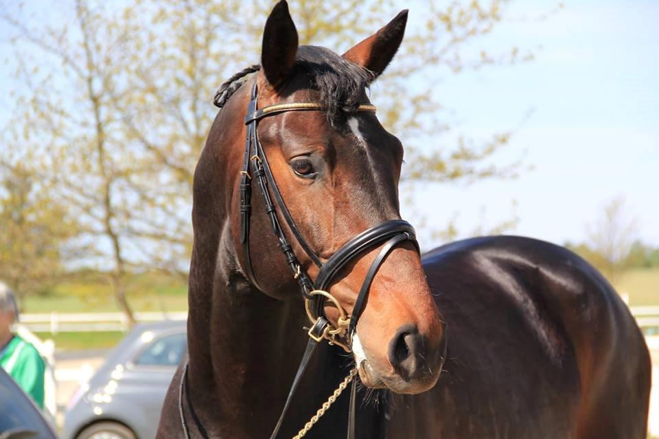 Dansk Varmblod Le Miserable billede 1