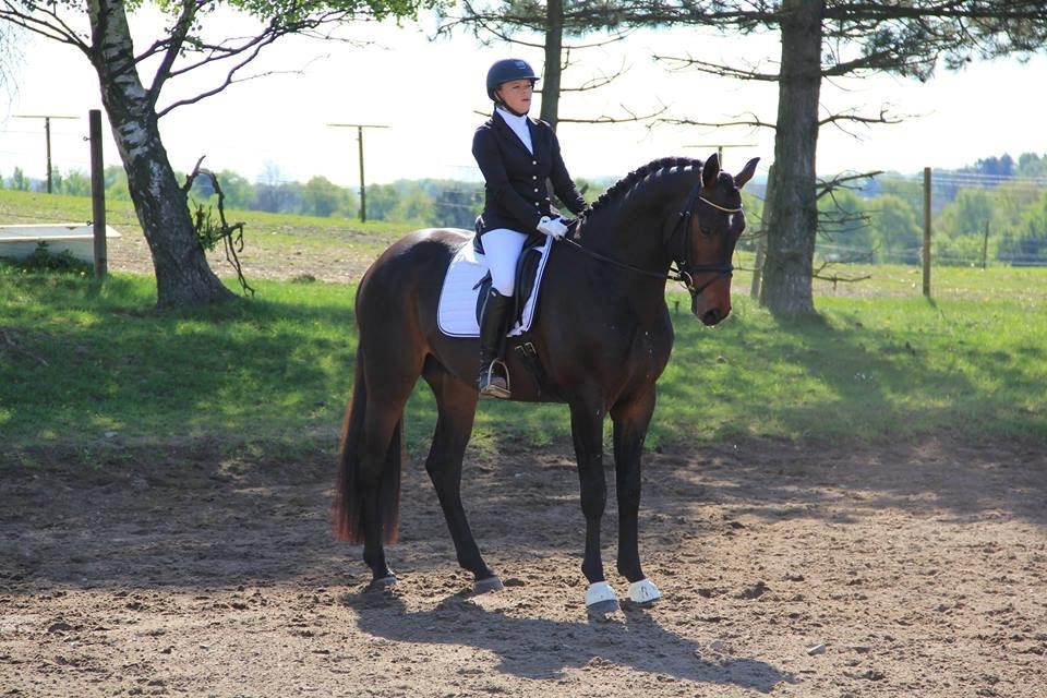 Dansk Varmblod Le Miserable billede 17