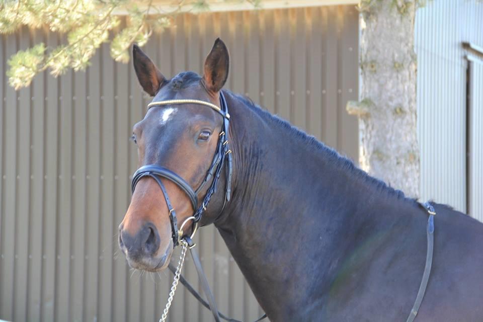 Dansk Varmblod Le Miserable billede 18