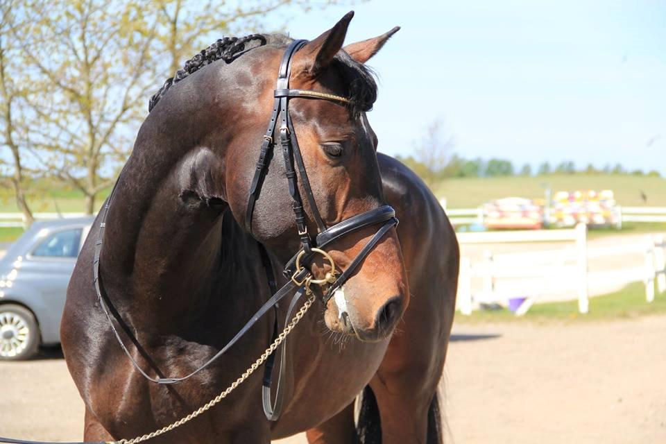 Dansk Varmblod Le Miserable billede 19