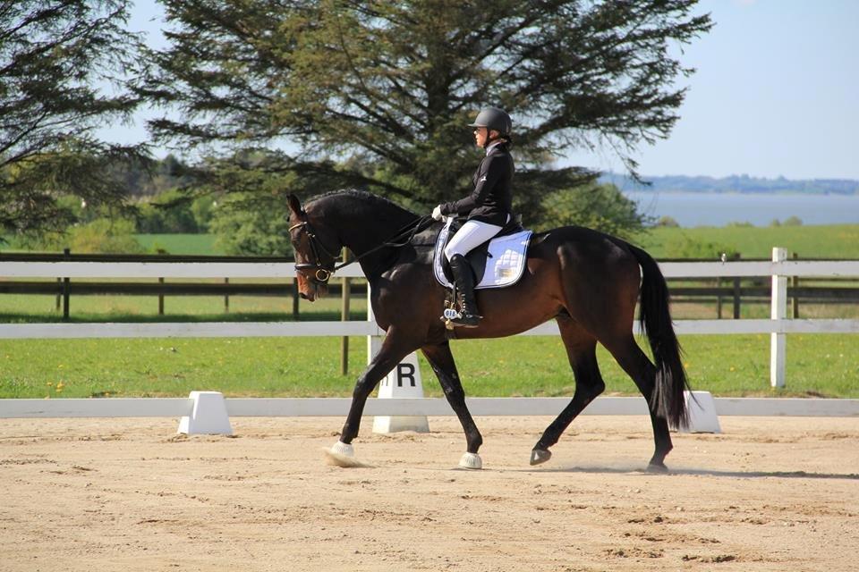 Dansk Varmblod Le Miserable billede 20