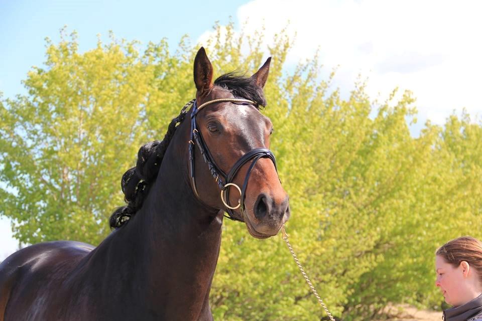 Dansk Varmblod Le Miserable billede 21