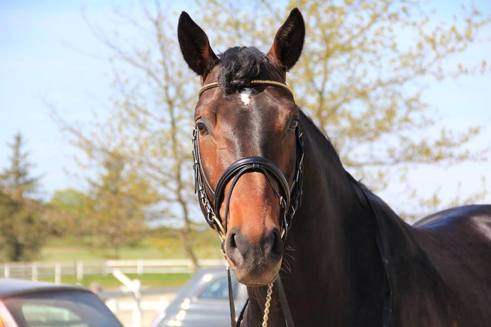 Dansk Varmblod Le Miserable billede 3