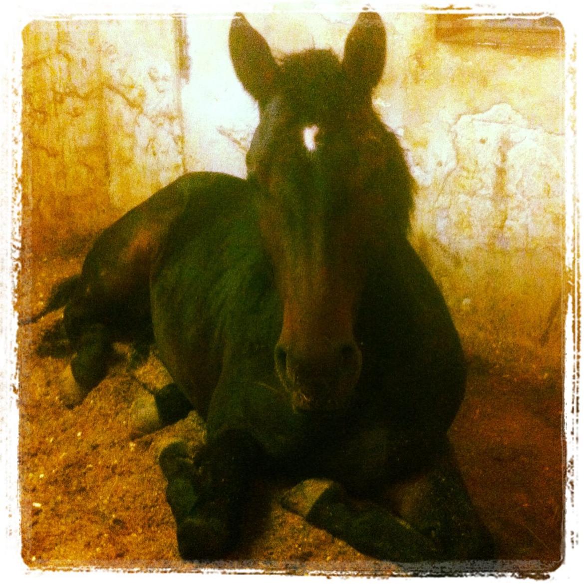 Dansk Varmblod Le Miserable billede 22