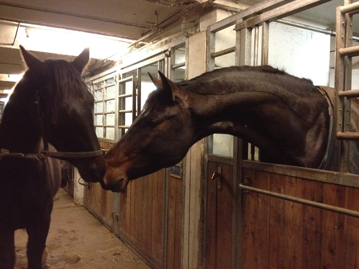 Dansk Varmblod Le Miserable billede 24