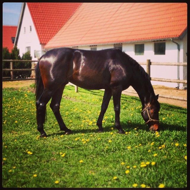 Dansk Varmblod Le Miserable billede 25