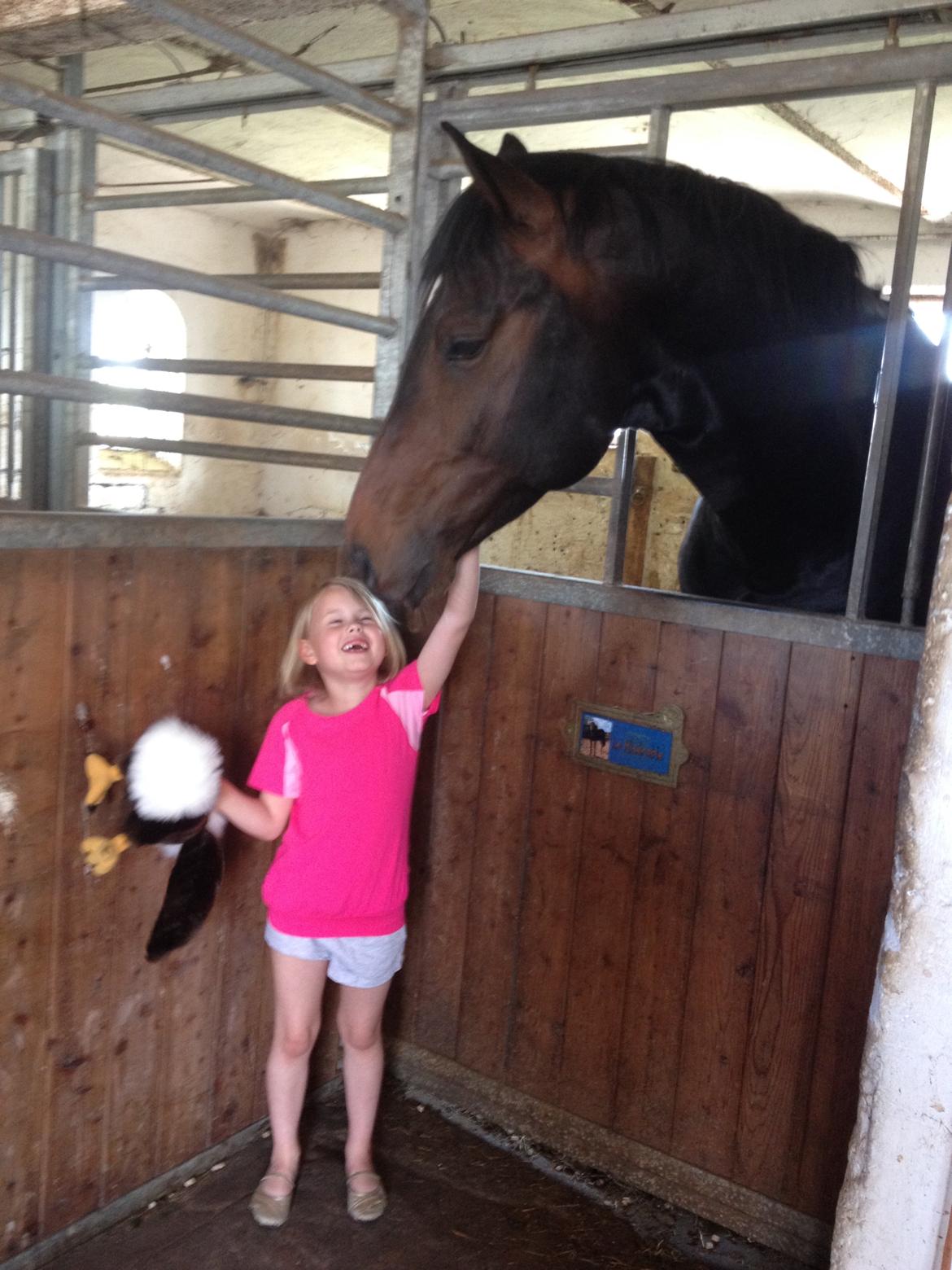 Dansk Varmblod Le Miserable billede 26