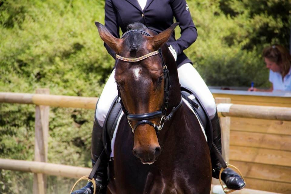 Dansk Varmblod Le Miserable billede 27