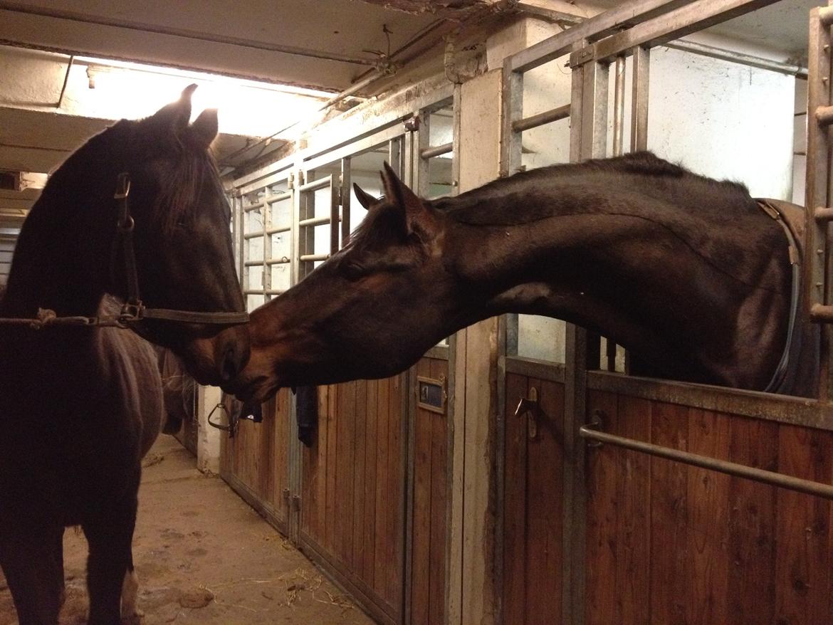 Dansk Varmblod Le Miserable billede 23