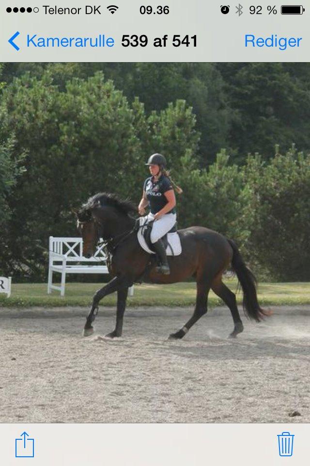 Dansk Varmblod Le Miserable billede 28