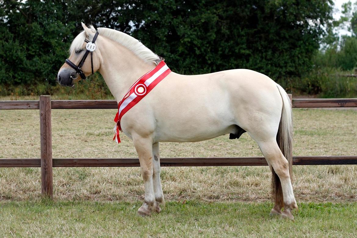 Fjordhest Rocco Vårby billede 1