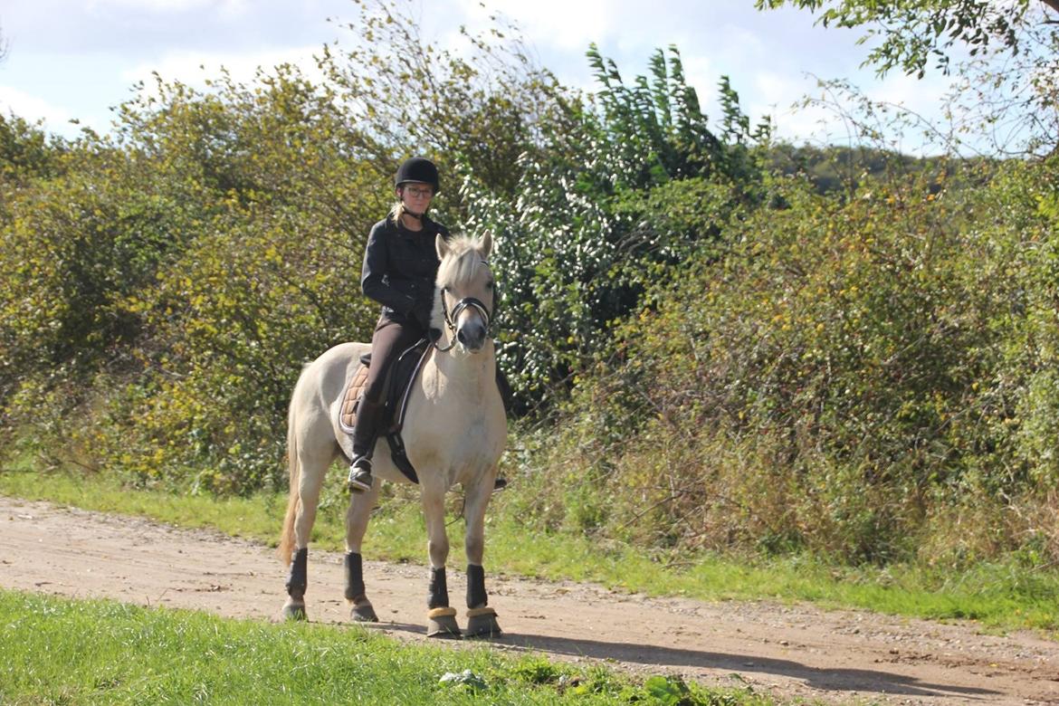 Fjordhest Rocco Vårby billede 4
